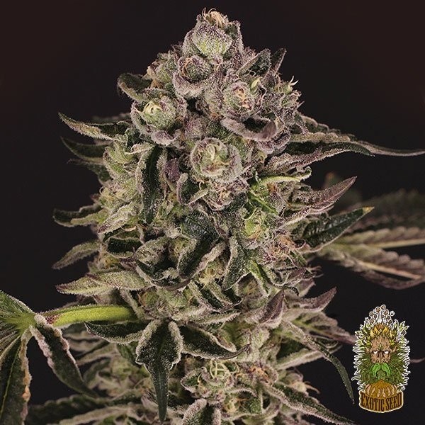 Comprar Quick Sherbet de Exotic Seed - Grow Barato