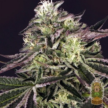 Comprar Purple Shot de Exotic Seed - Grow Barato