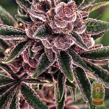 Comprar Tropical Fuel Exotic Seed - GB The Green Brand