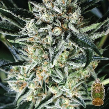 Comprar Jelly Bananen Exotic Seed - GB The Green Brand