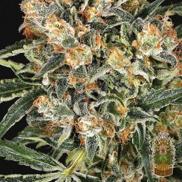 Comprar Hippie Therapy CBD de Exotic Seed - Grow Barato