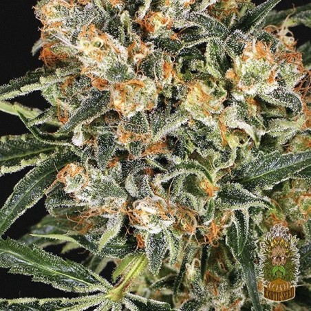 Comprar Hippie Therapy CBD da Semente Exótica - Grow Barato Comprar Hippie Therapy CBD da Semente Exótica - Grow Barato