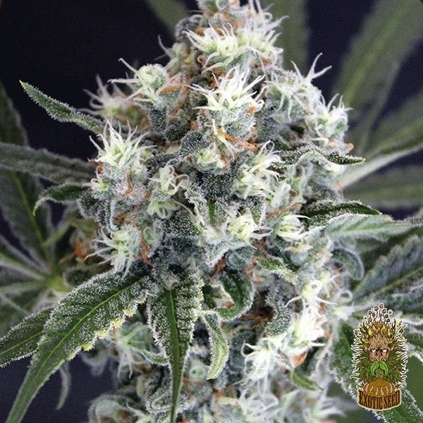 Medxotic Pure CBD de Exotic Seed - GB The Green Brand