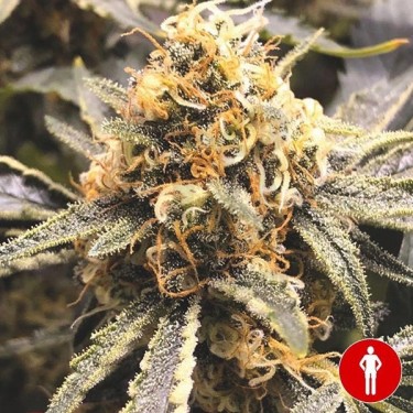 Comprar Recovery CBD de Medical Seeds - Grow Barato