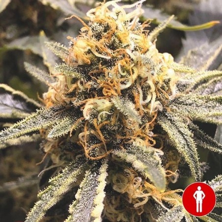 Comprar Recovery CBD de Medical Seeds - Grow Barato Comprar Recovery CBD de Medical Seeds - Grow Barato