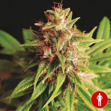 Comprar Red Cross CBD Medical Seeds - Grow Barato