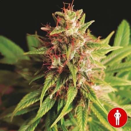 Comprar Red Cross CBD Medical Seeds - Grow Barato Comprar Red Cross CBD Medical Seeds - Grow Barato