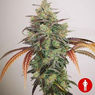 Comprar Y Griega CBD 2.0 Medical Seeds - GB