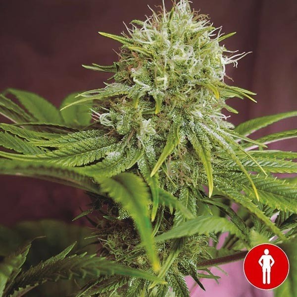 Comprar Elixir Vitae CBD de Medical Seeds - GB