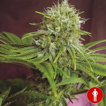 Comprar Elixir Vitae CBD de Medical Seeds - GB Comprar Elixir Vitae CBD de Medical Seeds - GB