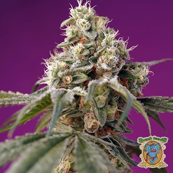 Bruce Banner Auto Sweet Seeds autofloreciente - Grow Barato