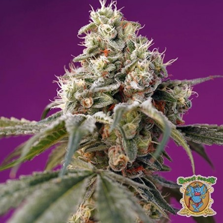 Bruce Banner Auto Sweet Seeds autofloreciente - Grow Barato Bruce Banner Auto Sweet Seeds autofloreciente - Grow Barato