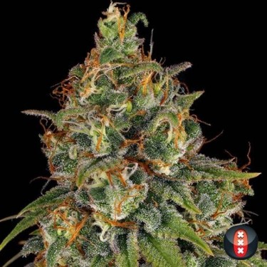 Comprar Strawberry AKeil de Serious Seeds - GB