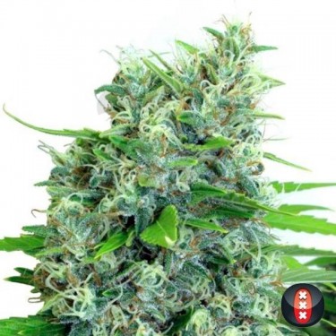 Semillas Kali Bubba de Serious Seeds - GB The Green Brand