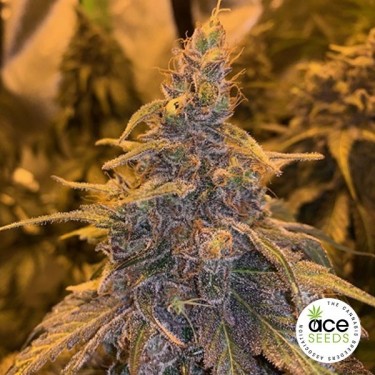 Semillas HashPlant Haze x Kali China - GB The Green Brand