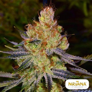 Comprar California Orange Bud de Nirvana - GB