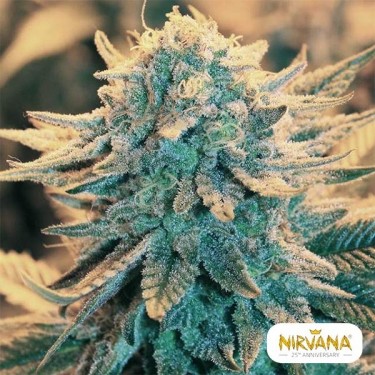 Comprar B52 de Nirvana Seeds Feminizada - Grow Barato
