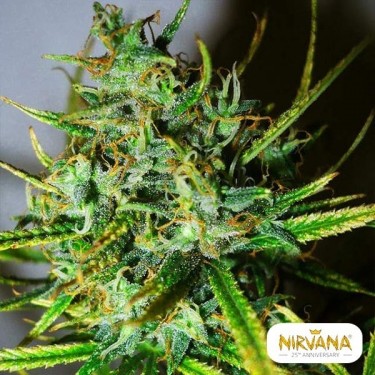 Comprar Top 44 de Nirvana Seeds - GB The Green Brand