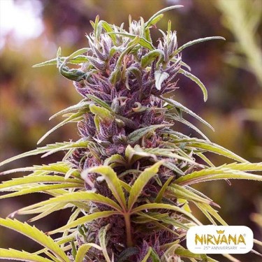 Durban Poison de Nirvana Seeds - GB The Green Brand