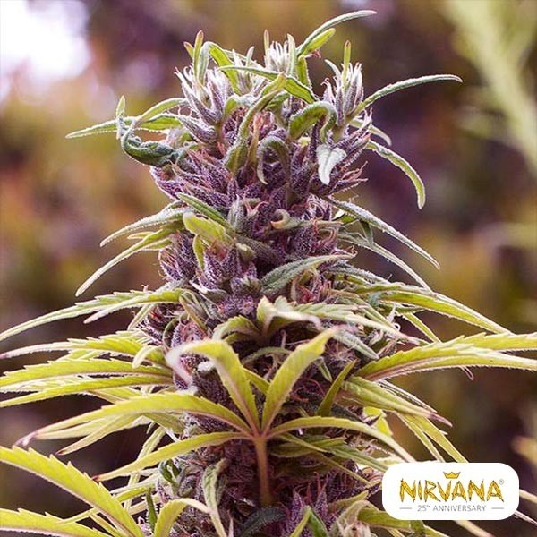 Durban Poison de Nirvana Sementes - GB A Marca Verde