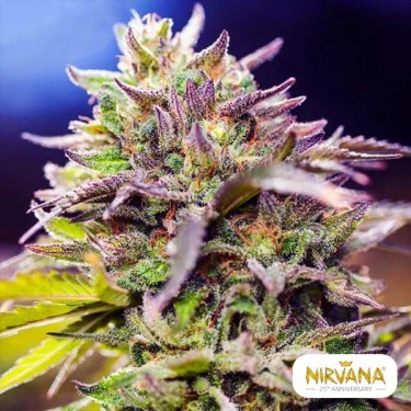 Comprar Skunk #1 de Nirvana Seeds - GB The Green Brand
