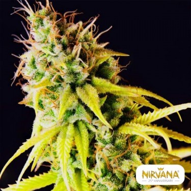 Comprar Pepita Malaya de Nirvana Seeds - Grow Barato