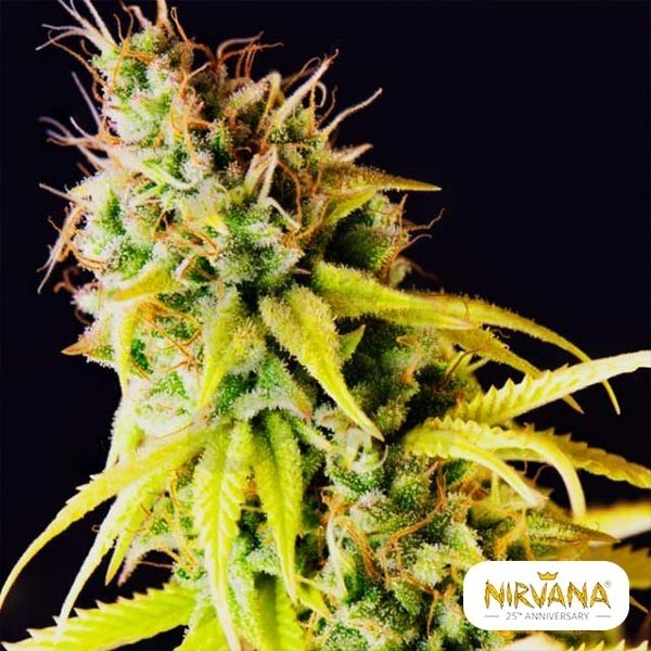 Comprar Pepita Malaya de Nirvana Sementes - Grow Barato