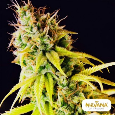 Comprar Pepita Malaya de Nirvana Sementes - Grow Barato Comprar Pepita Malaya de Nirvana Sementes - Grow Barato