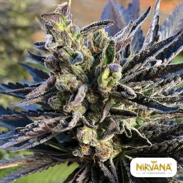 Comprar K2 Nirvana Seeds Feminizada - Grow Barato