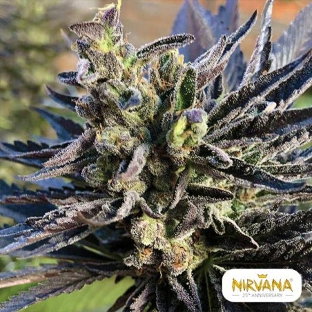 Comprar K2 Nirvana Sementes Feminizadas - Crescer Barato
