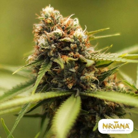 Green Poison de Nirvana Seeds - GB The Green Brand Green Poison de Nirvana Seeds - GB The Green Brand