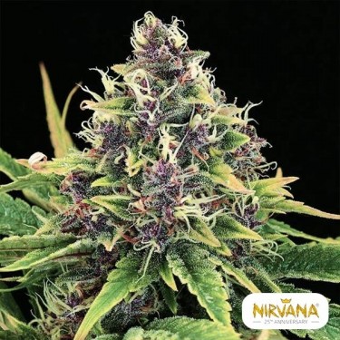 Comprar Hindu Kush de Nirvana - GB The Green Brand