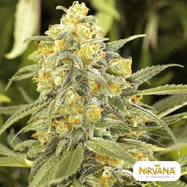 Comprar Green Crack de Nirvana Seeds - Grow Barato