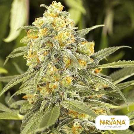 Comprar Green Crack de Nirvana Seeds - Grow Barato Comprar Green Crack de Nirvana Seeds - Grow Barato