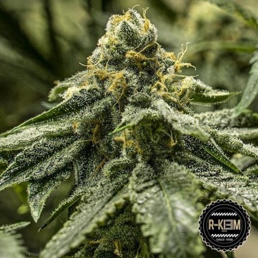 Comprar 2y2 de R-Kiem Seeds - GB The Green Brand