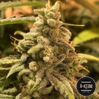 Comprar DeadCheese de R-Kiem Seeds - Grow Barato
