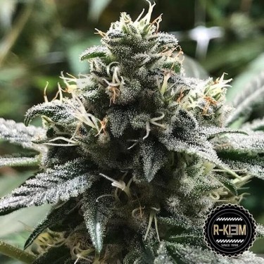 Comprar Eli de R-Kiem Seeds Feminizada - Grow Barato