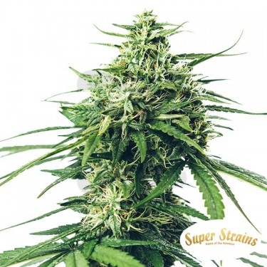 Comprar Saga CBD de Super Strains - Grow Barato