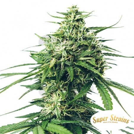 Comprar Saga CBD de Super Strains - Grow Barato Comprar Saga CBD de Super Strains - Grow Barato