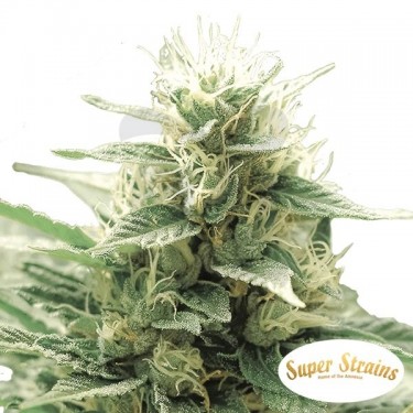 Comprar Agartha CBD de Super Strains - Grow Barato