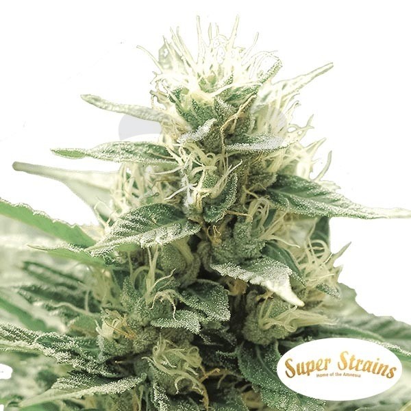 Comprar Agartha CBD de Super Strains - Grow Barato