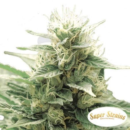 Comprar Agartha CBD de Super Strains - Grow Barato Comprar Agartha CBD de Super Strains - Grow Barato