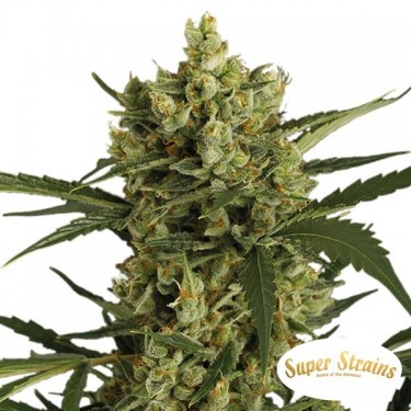 Comprar Crackers de Super Strains - Grow Barato