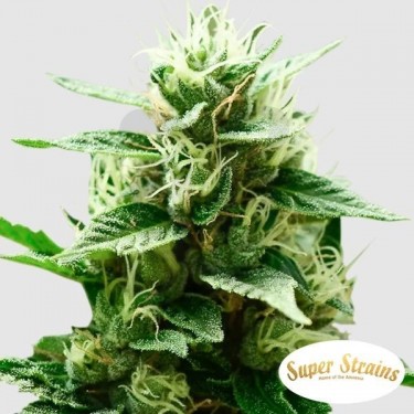 Comprar Mexican Candy de Super Strains - Grow Barato