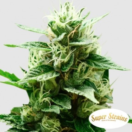 Comprar Mexican Candy de Super Strains - Grow Barato Comprar Mexican Candy de Super Strains - Grow Barato