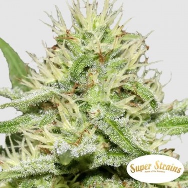 Comprar Enemy’s Dream Super Strains - Grow Barato