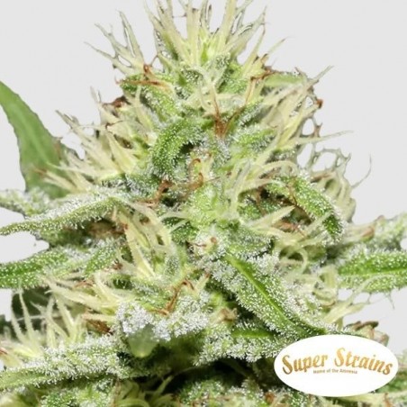 Comprar Enemy’s Dream Super Strains - Grow Barato Comprar Enemy’s Dream Super Strains - Grow Barato