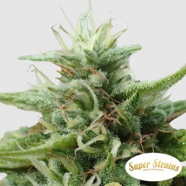 Comprar Cookies Krush Super Strains - Grow Barato