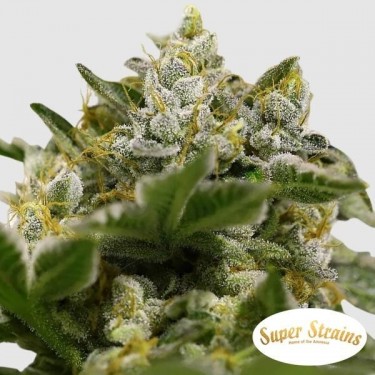 Comprar Ibiza Farmers de Super Strains - GB