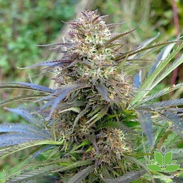 Comprar Red Purps de Female Seeds - GB The Green Brand